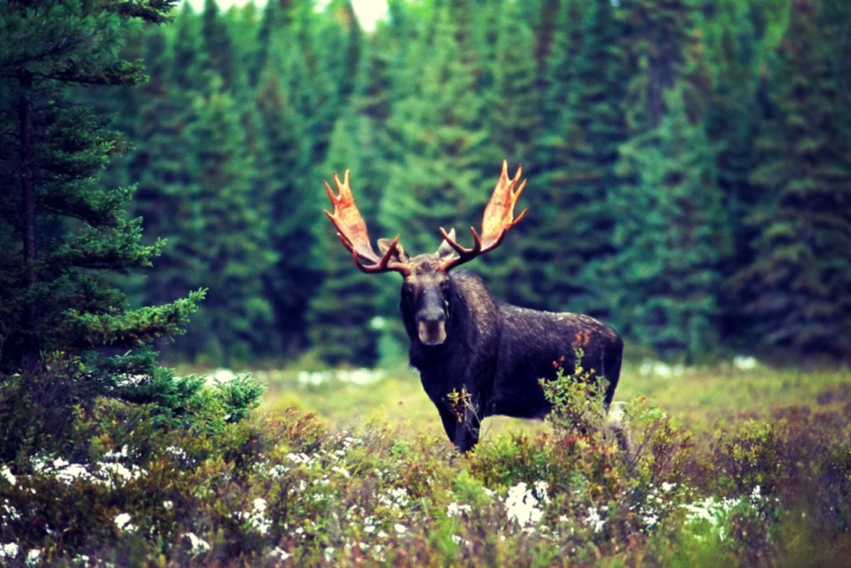 Лось Восточно Сибирский Сохатый