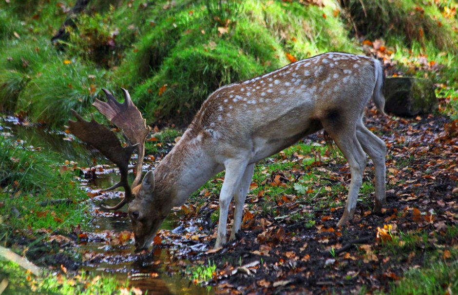 Травоядные млекопитающие