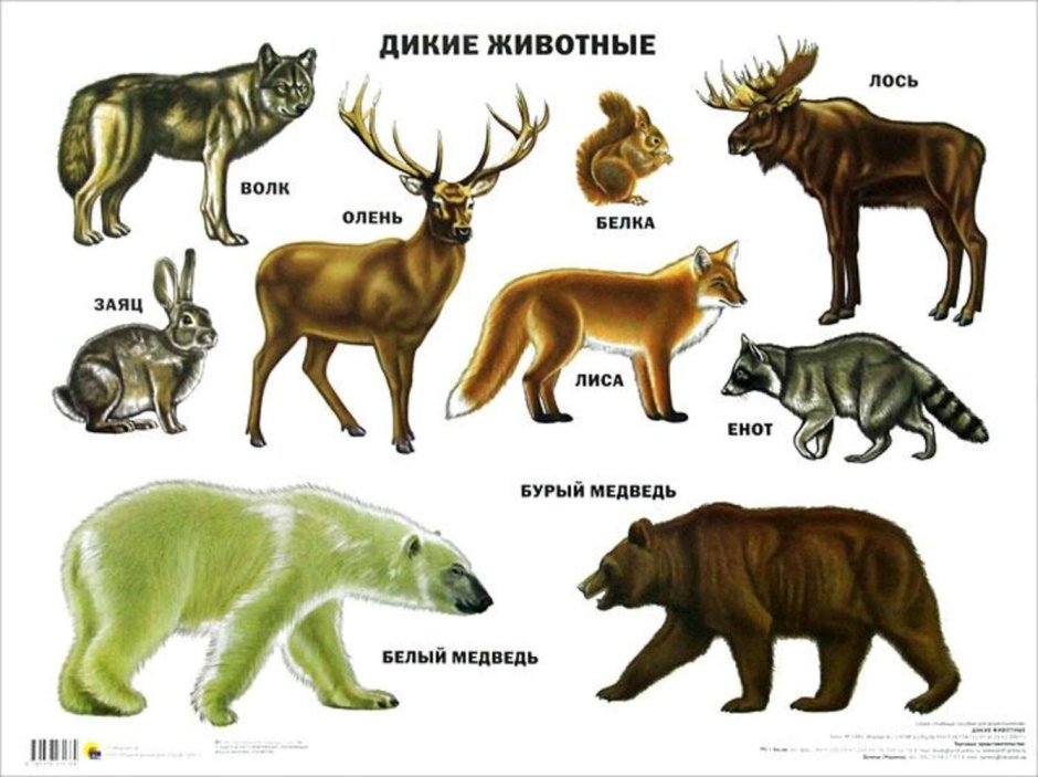 Дикие животные для детей