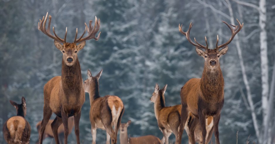 Дальневосточная Тайга изюбрь