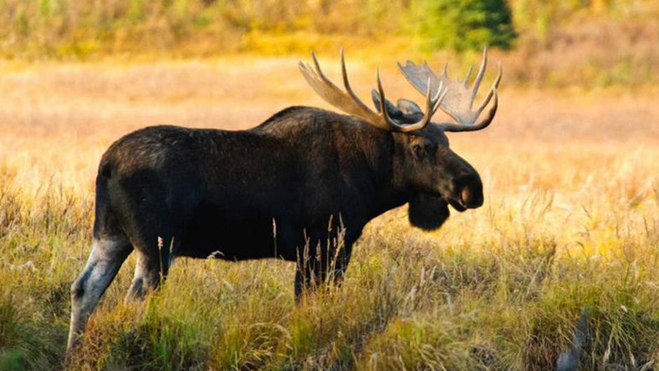 Лось Сохатый красная книга