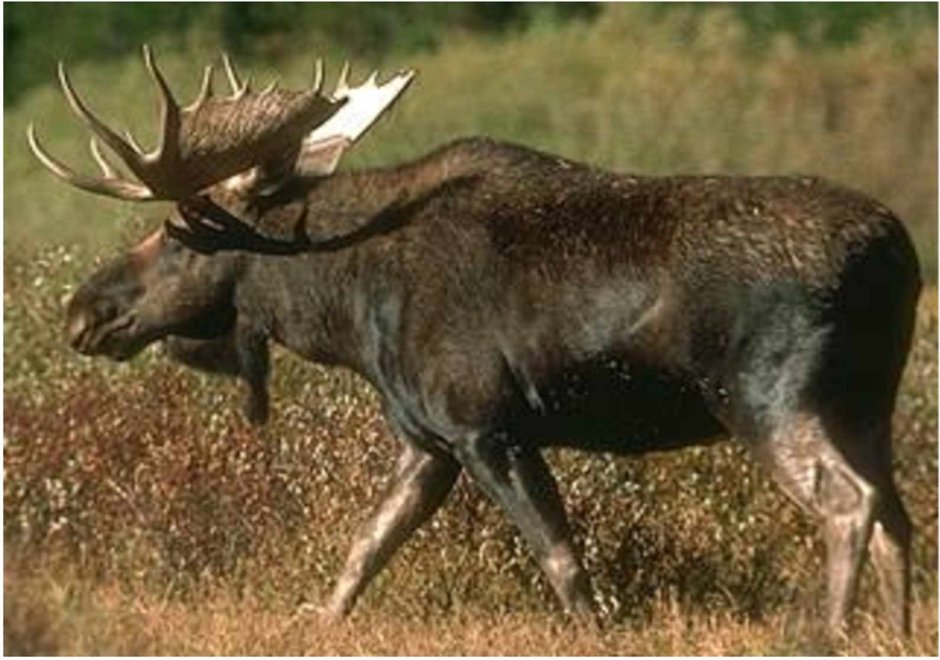 Животные Вологодской области