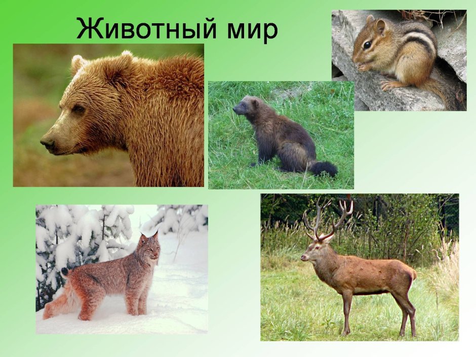 Животный мир Сибири