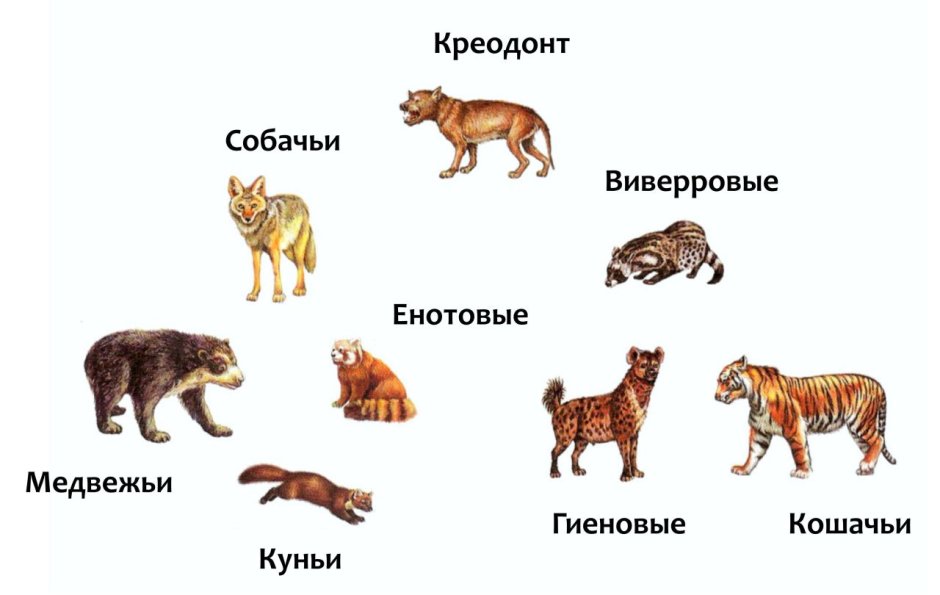 Хищные животные для детей