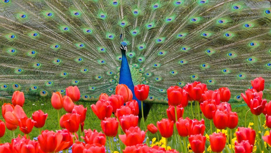 Павлины и цветы