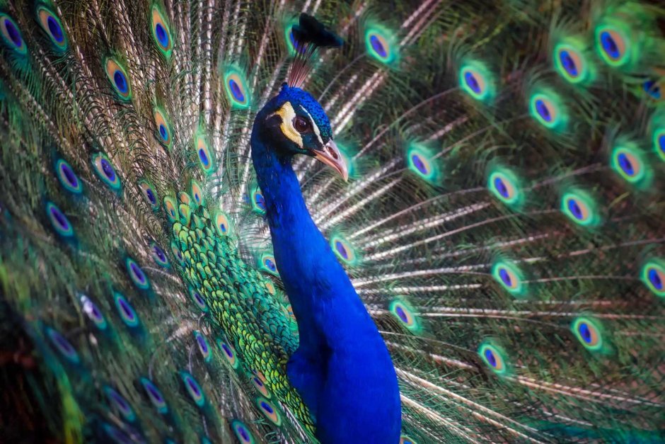 Andi Peacock