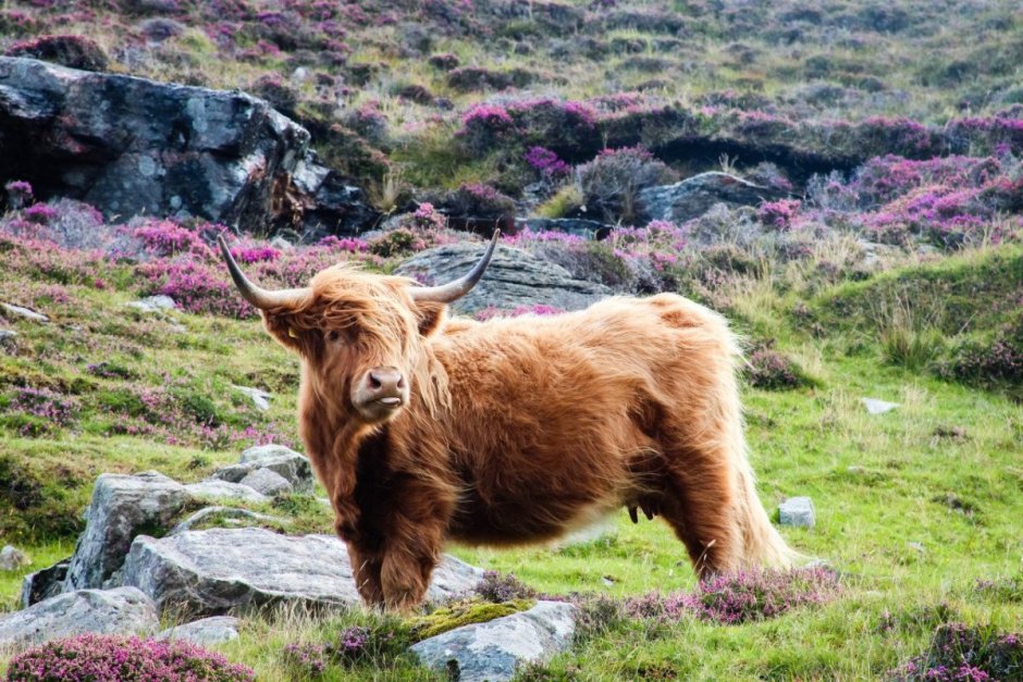 Highland China Scottish bull