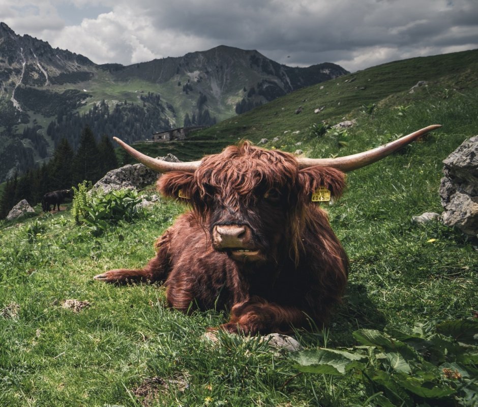 Vache Highland