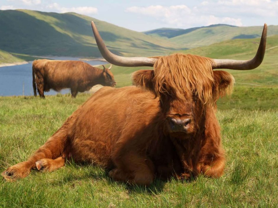Coo Шотландская корова