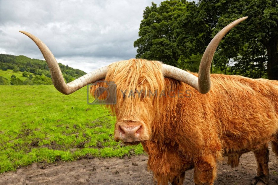Highland Cattle Cow