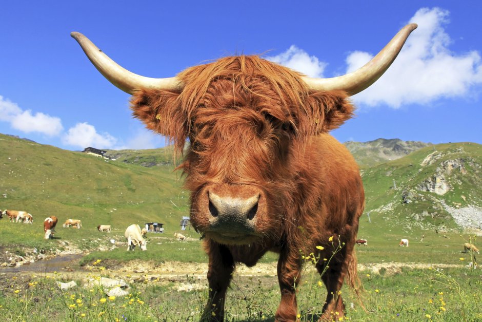 Теленок Highland