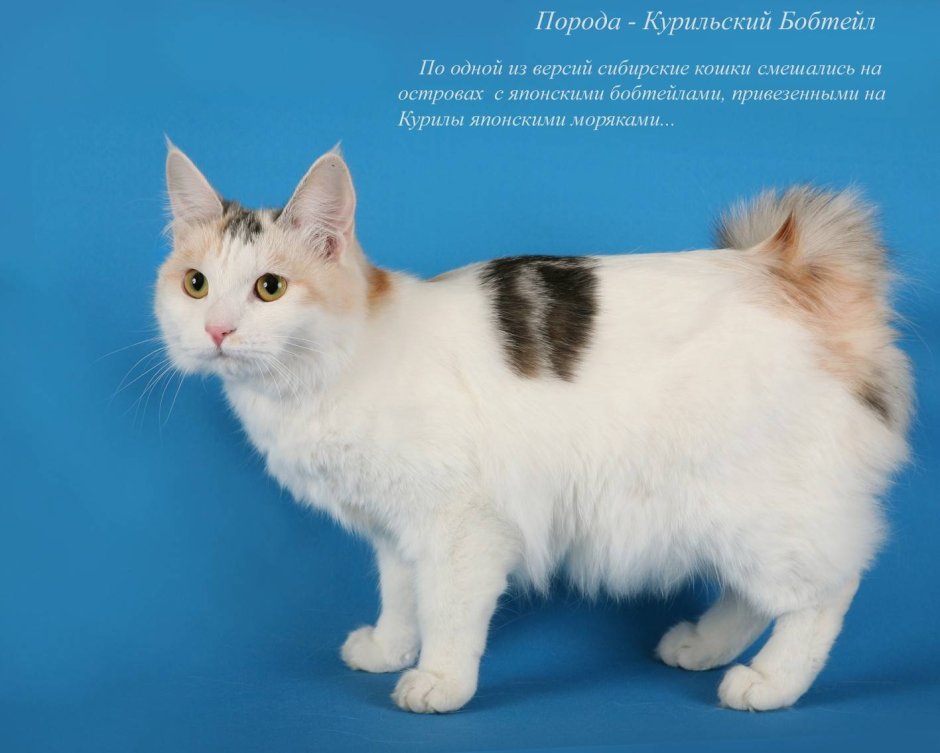 Карельский бобтейл