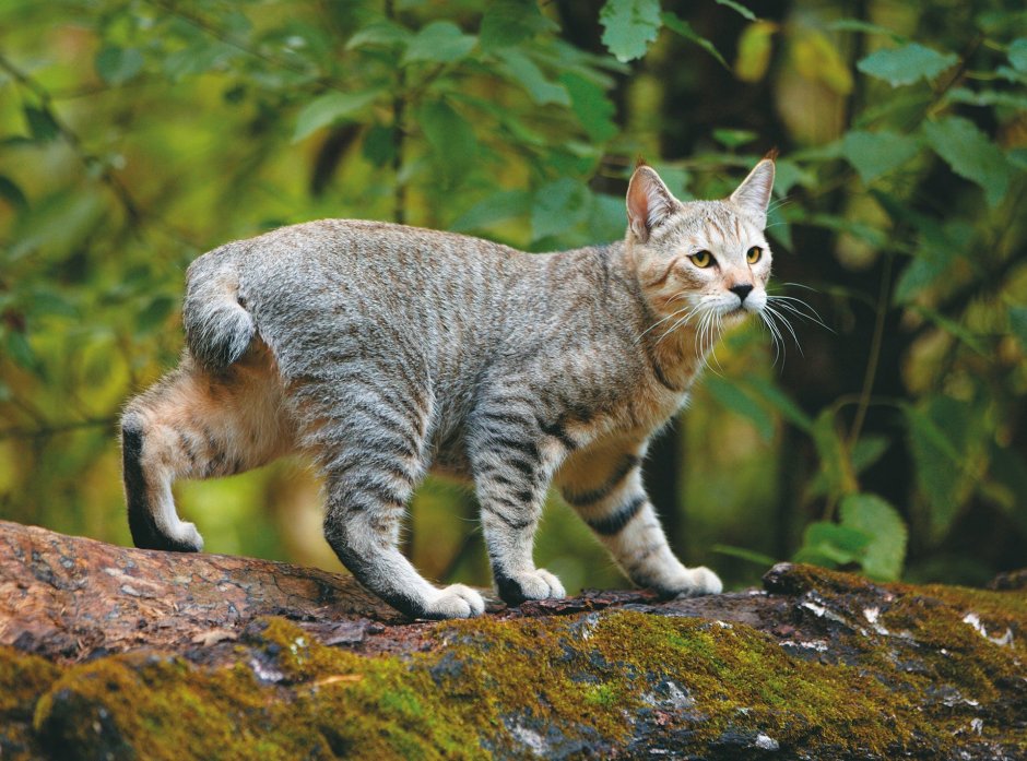 Кёрл кошка короткошерстная