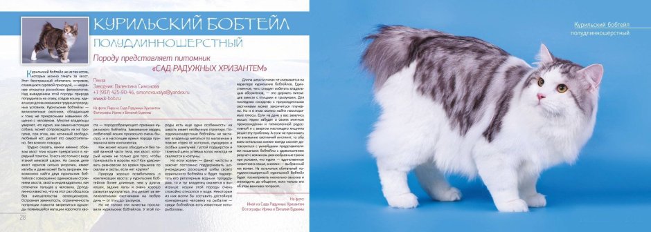 Бобтейл кошка Курильский стандарт