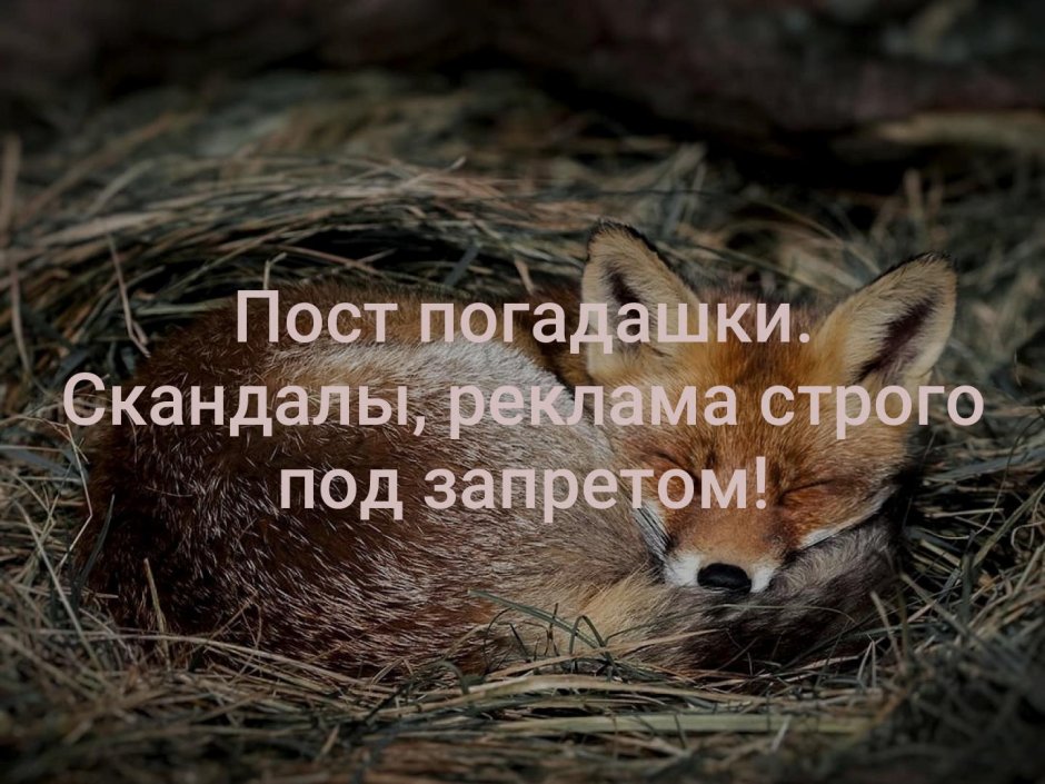 Две лисы в клубочке