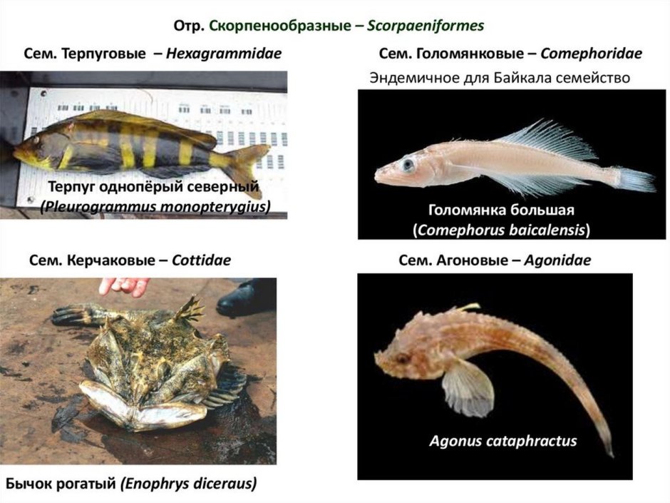 Окунь терпуг Курильский