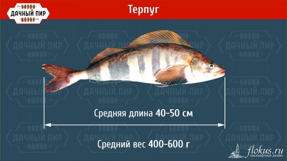 Терпуг горячего копчения