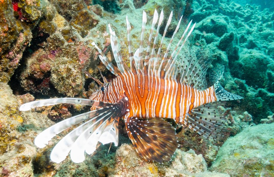 Черепахи Атлантики Панама