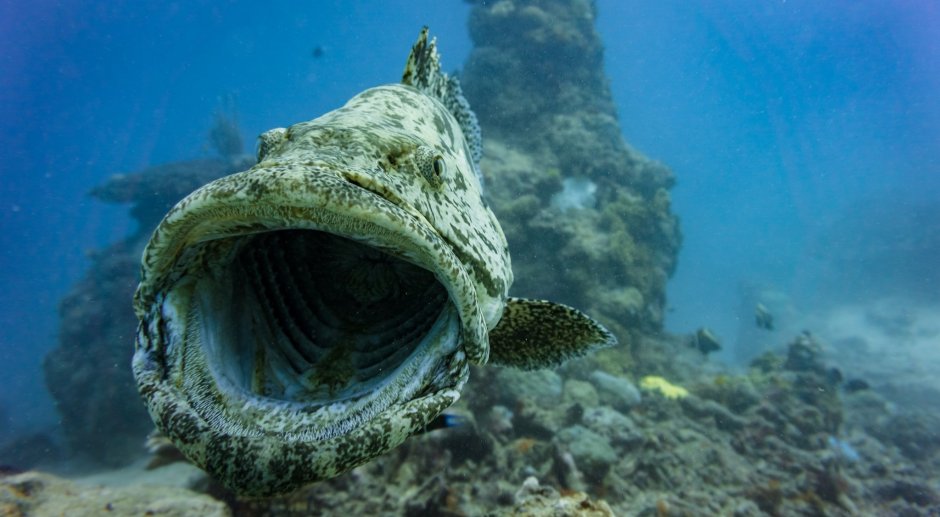 Дальневосточный морской заповедник животные черепаха