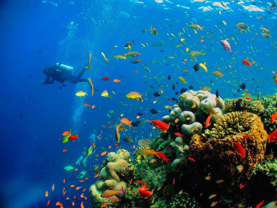 Hemitripterus villosus