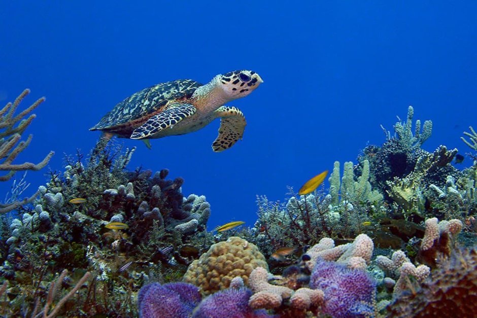 Симиланские острова дайвинг