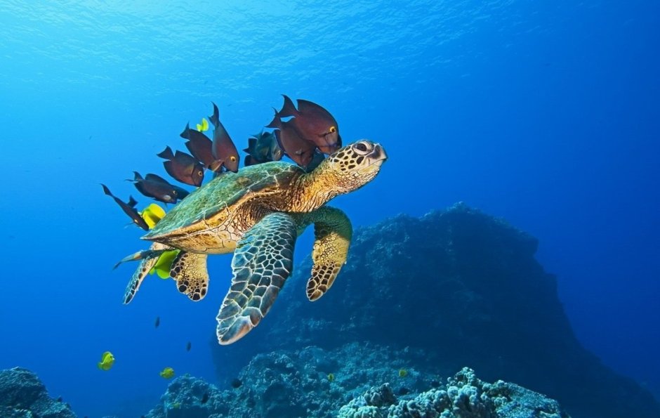 Мурена в Андаманском море