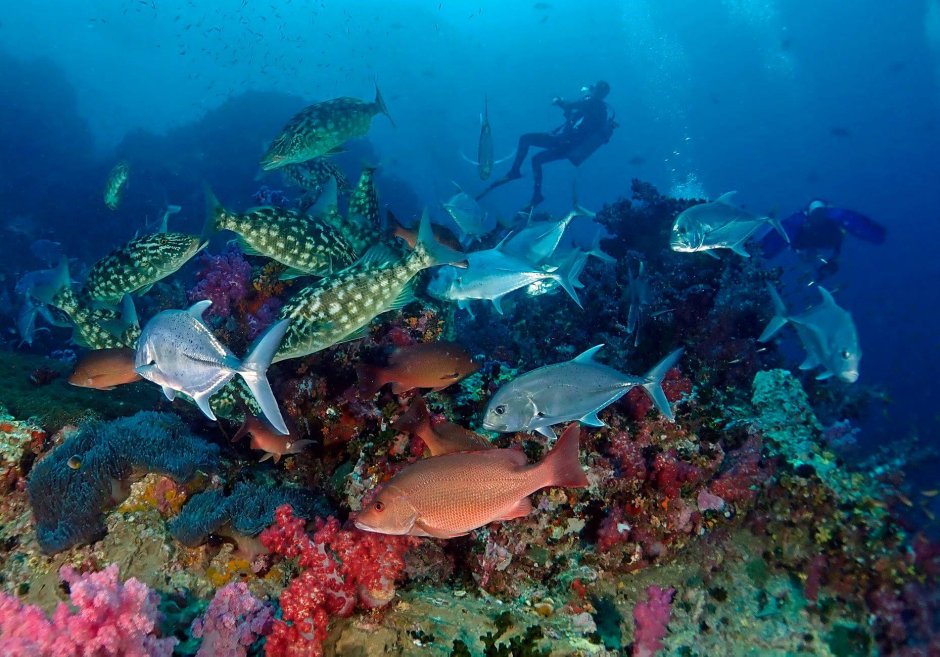 Остров Сипадан Малайзия подводный мир