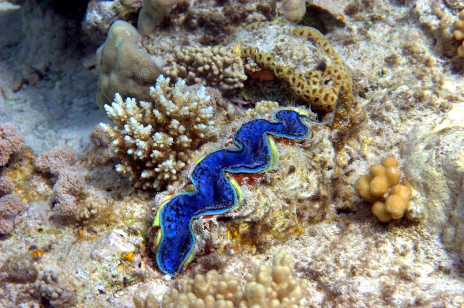 Морская змея Белчера