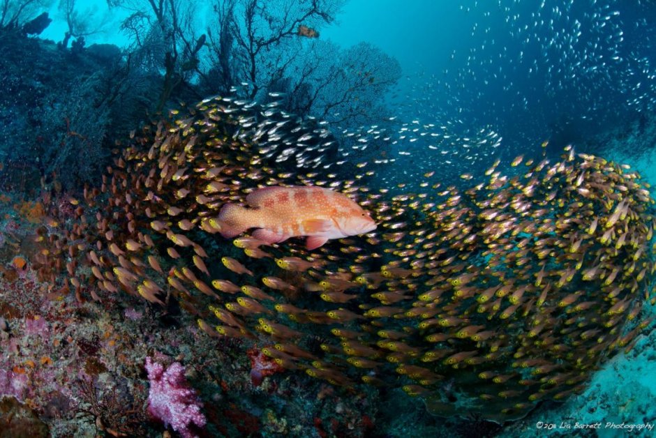 Коралловые острова Сейшелы