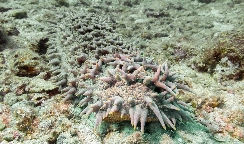 Рыба кузовок красное море