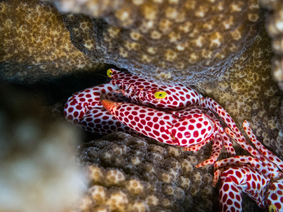 Обиьатели адрианскогл моря