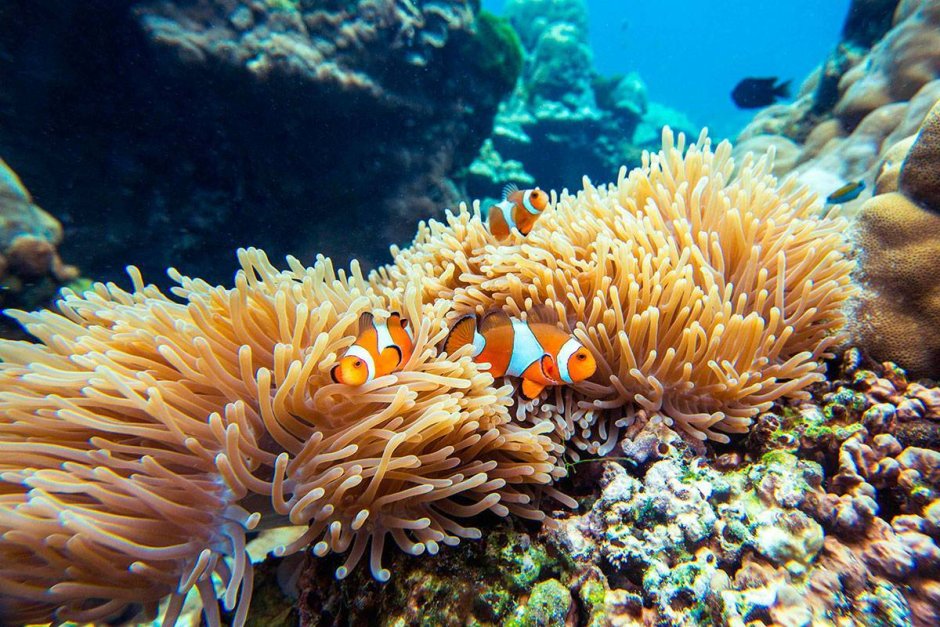 Подводный мир рыба Лев