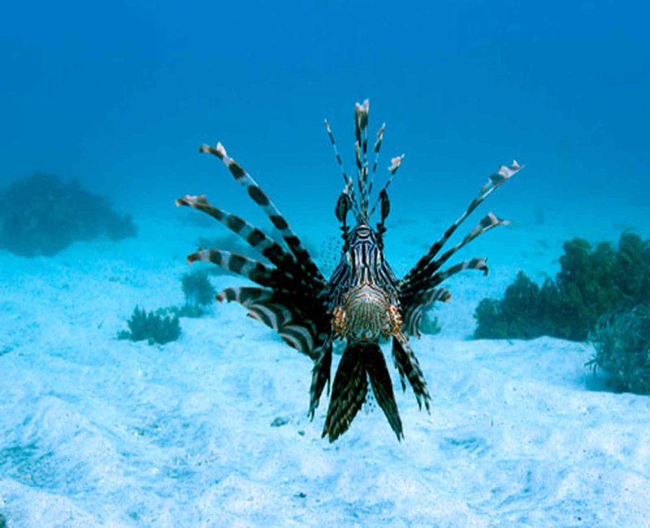 Флора и фауна Южного океана