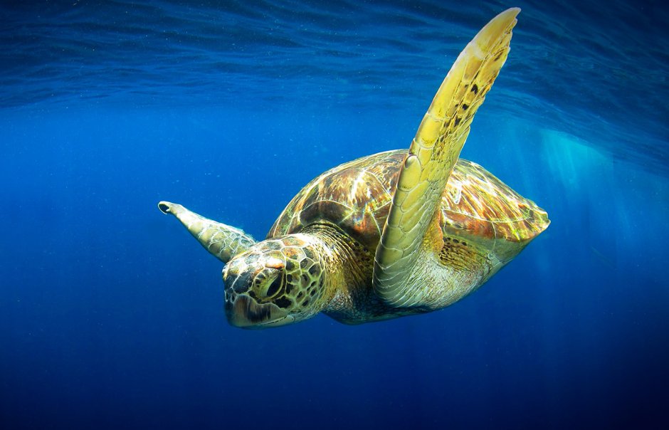 Шарм-Эль-Шейх рыба кузовок