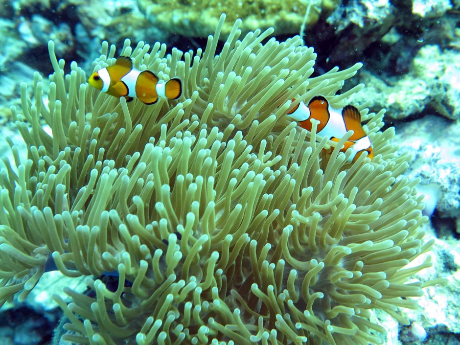 Черепаший риф Мальдивы