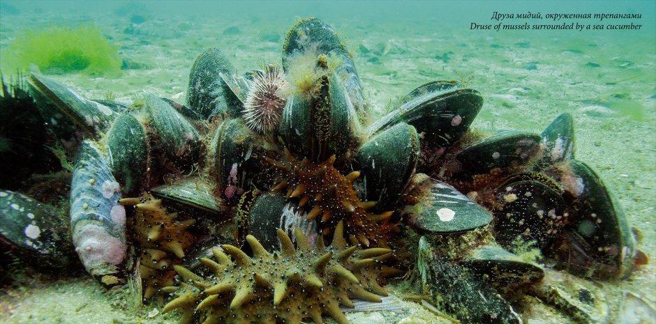 Мурена рыба Египет