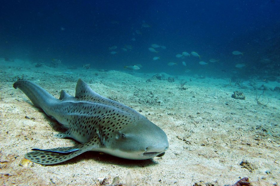 Рыба крылатка Египет