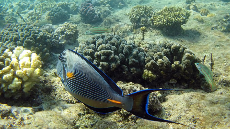 Кишечнополостные коралловые полипы симбиоз