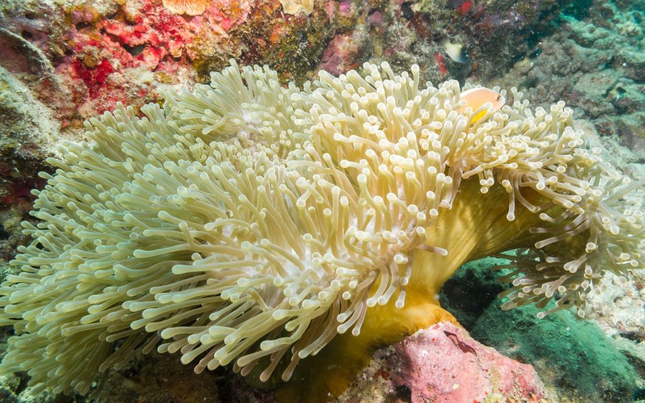 Коралловый крупнопятнистый краб