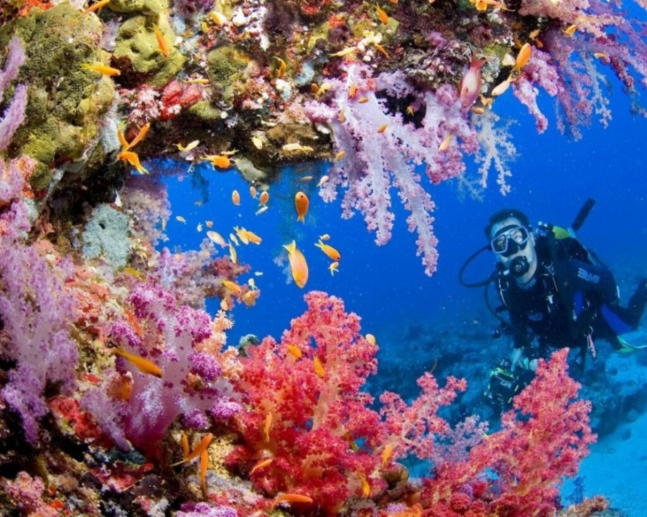 Морская игуана Годзилла