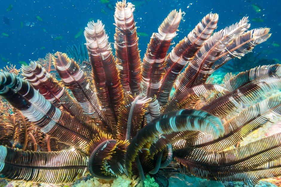 Хиккадува Шри Ланка черепахи