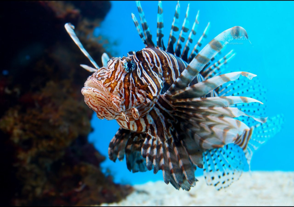 Перистая морская звезда