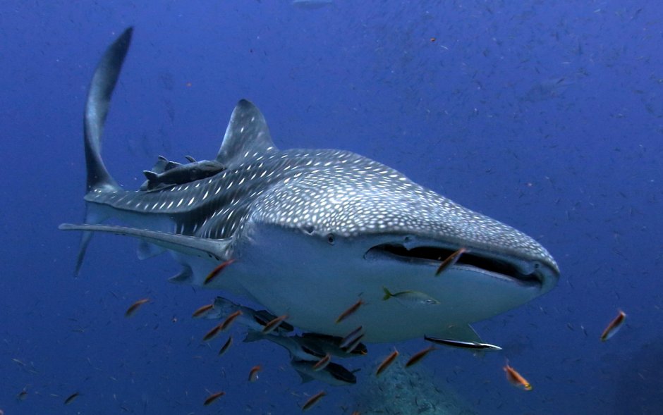 Подводный мир красного моря