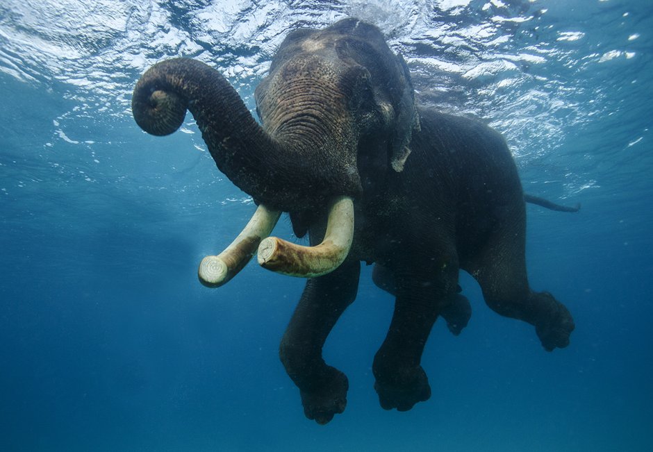 Красное море риф Шарм Эль