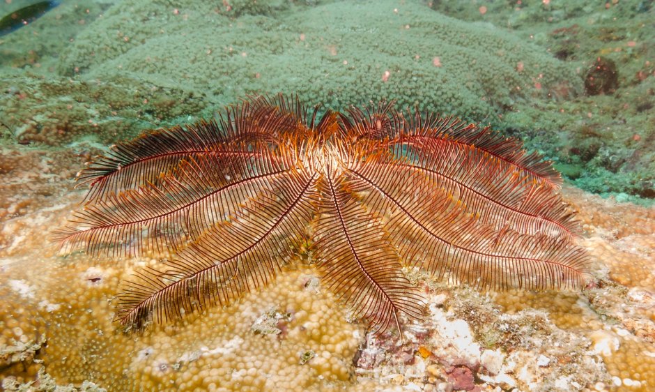 Риф Туббатаха Филиппины