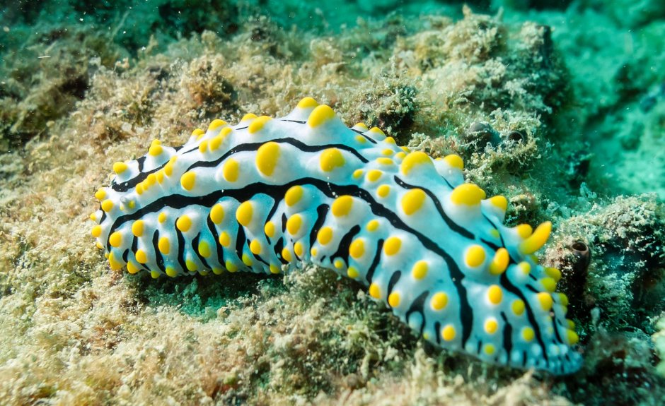 Черноморская черепаха морская