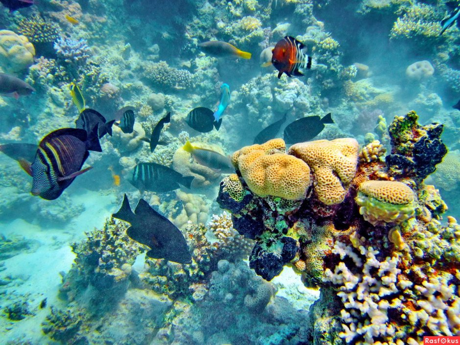 Кольчатый плоскохвост