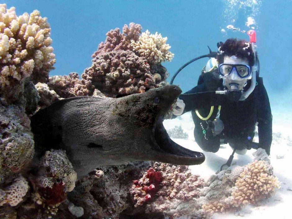 Обитатели морского дна