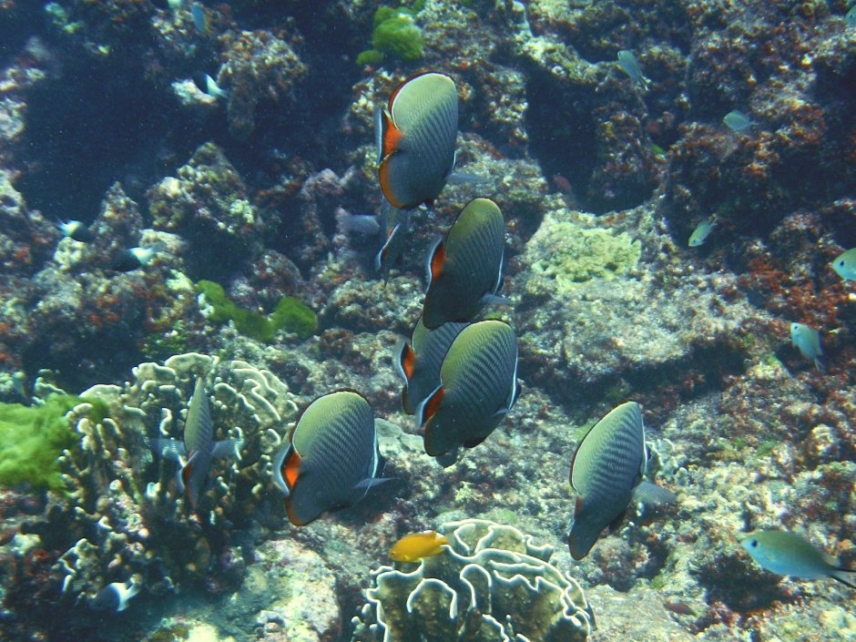 Рыбы барьерного рифа в Австралии