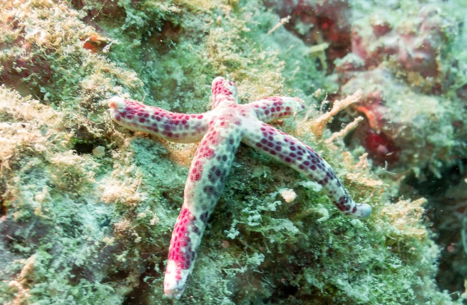 Представители Флоры и фауны красного моря